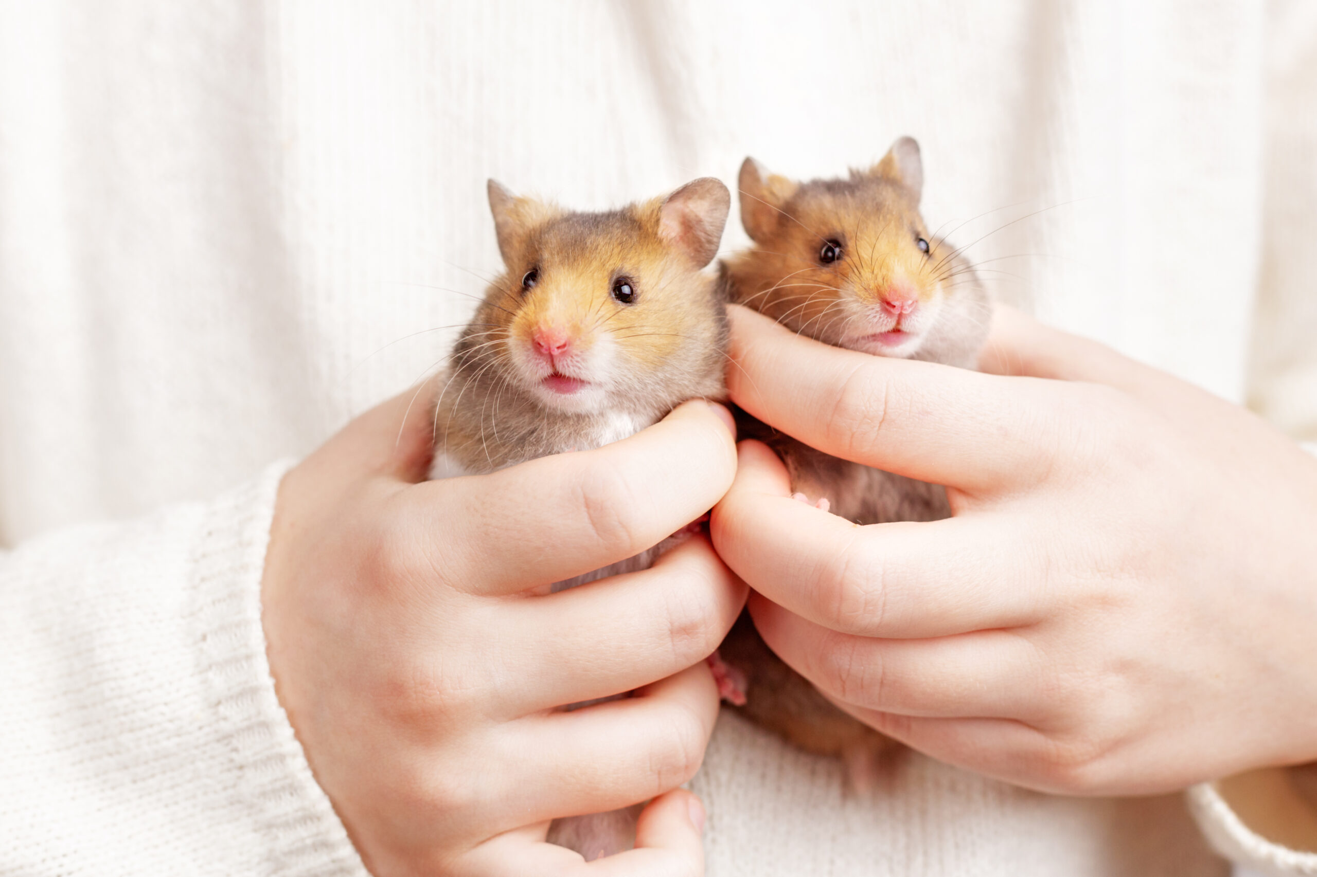Zwei goldfarbene Hamster werden sanft in Händen gehalten