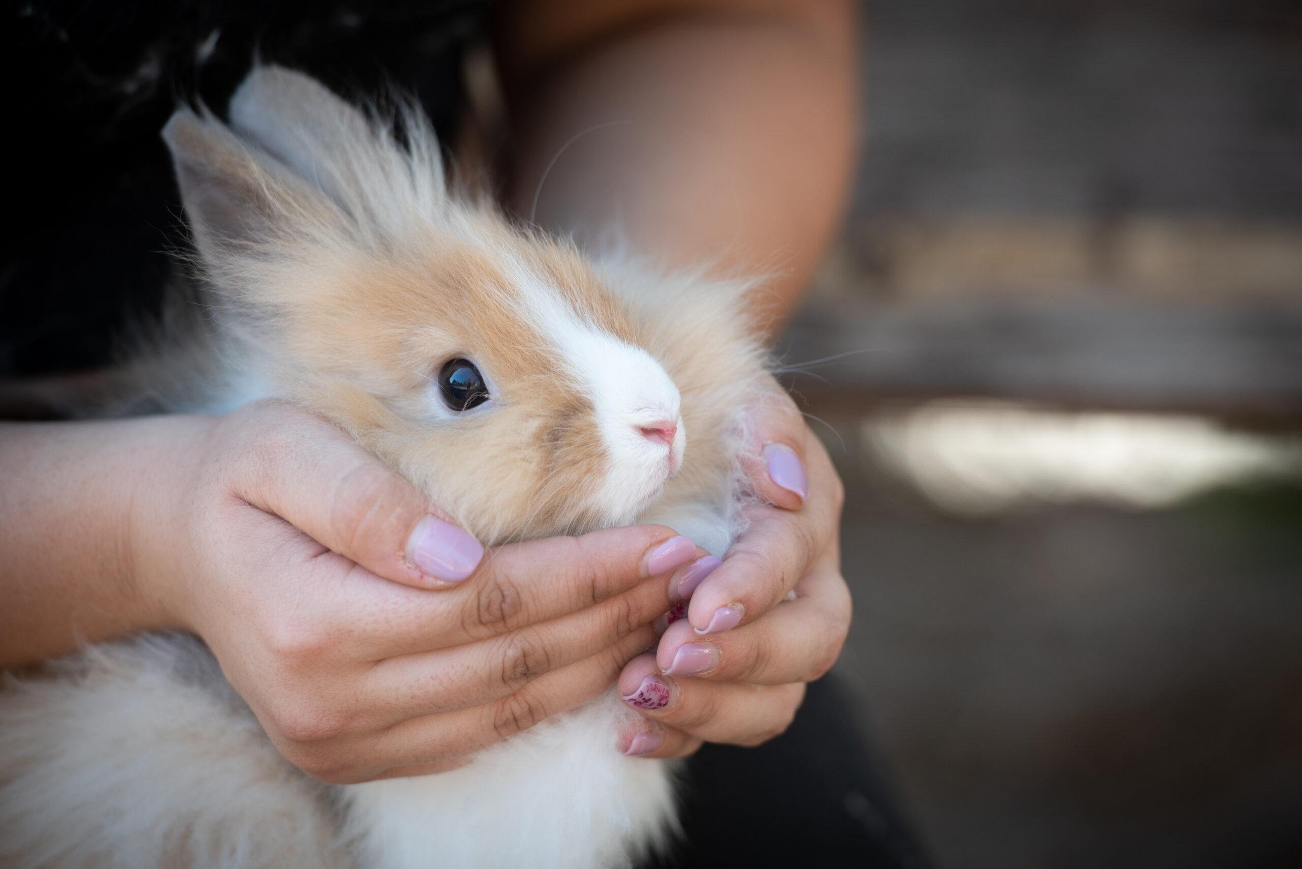 Frau hält liebevoll ein kleines, flauschiges Kaninchen in den Händen