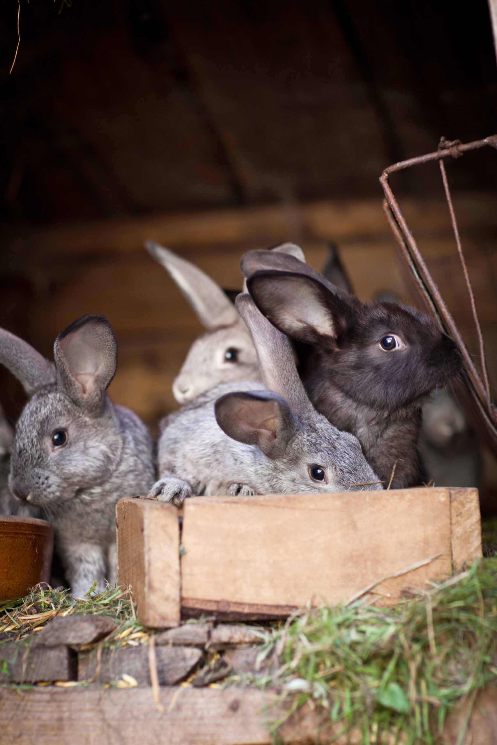 Mehrere junge Kaninchen schauen aus einem Holzstall heraus