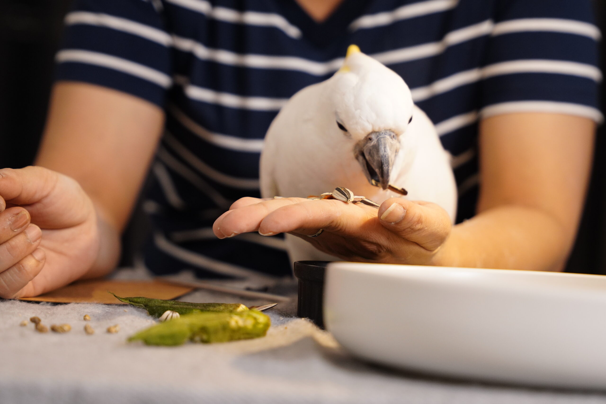 Weißer Kakadu frisst Saaten aus der Hand seiner Halterin