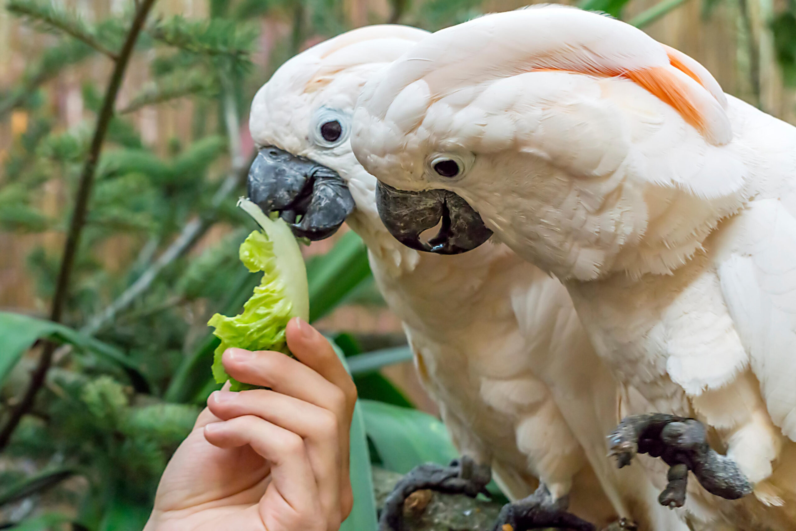 Zwei Kakadus fressen frischen Salat direkt aus der Hand ihres Halters
