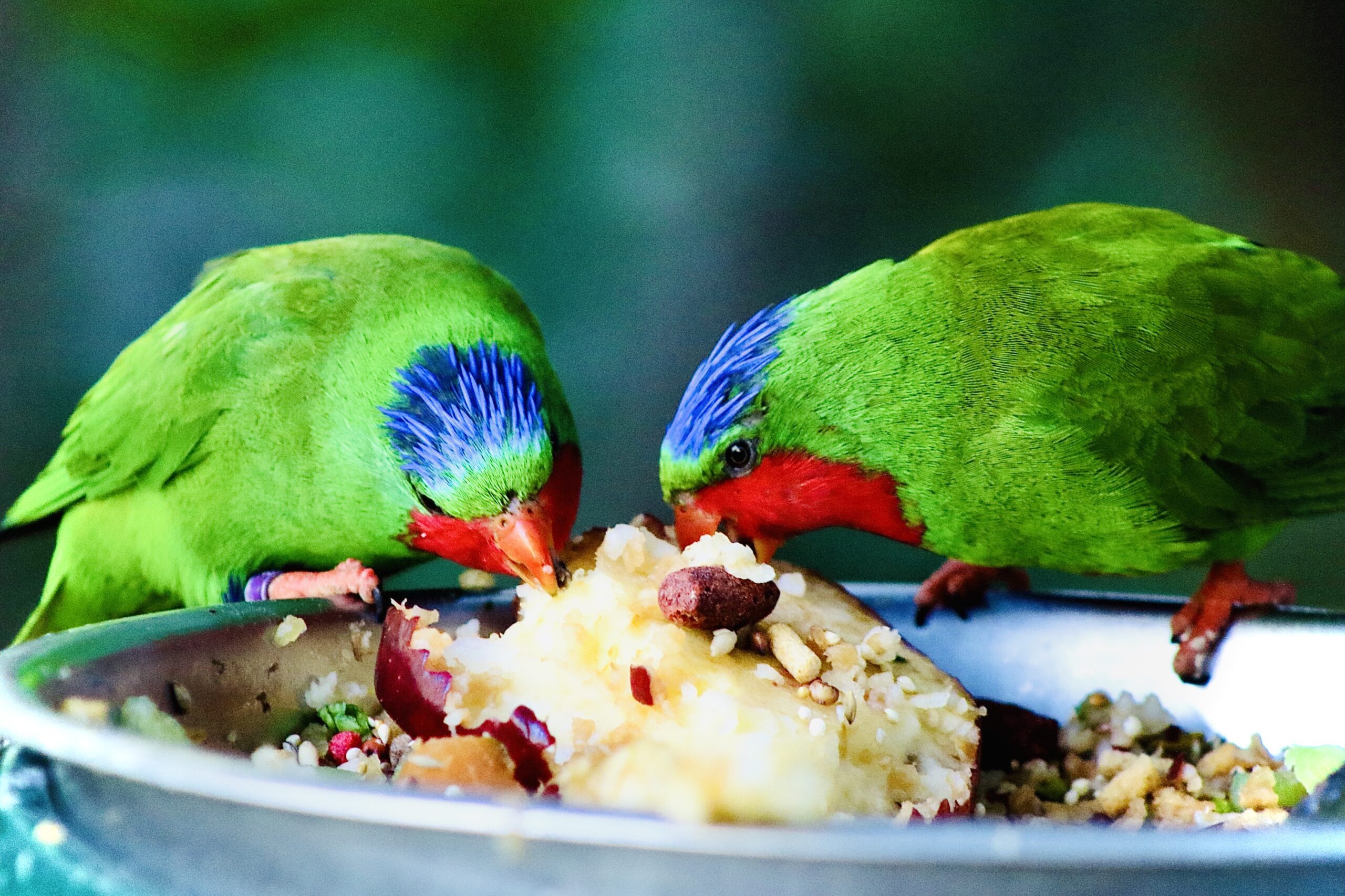 Zwei bunte Loris fressen frisches Obst und Körner aus einem Napf