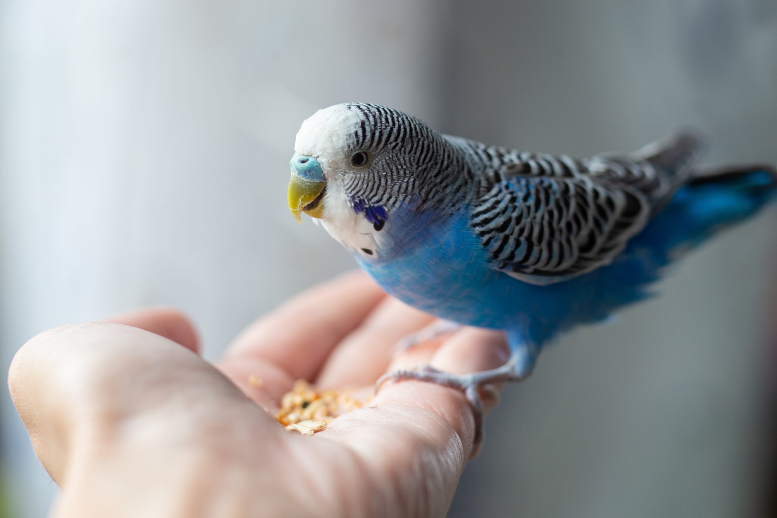 Blauer Wellensittich frisst Vogelfutter aus der Hand