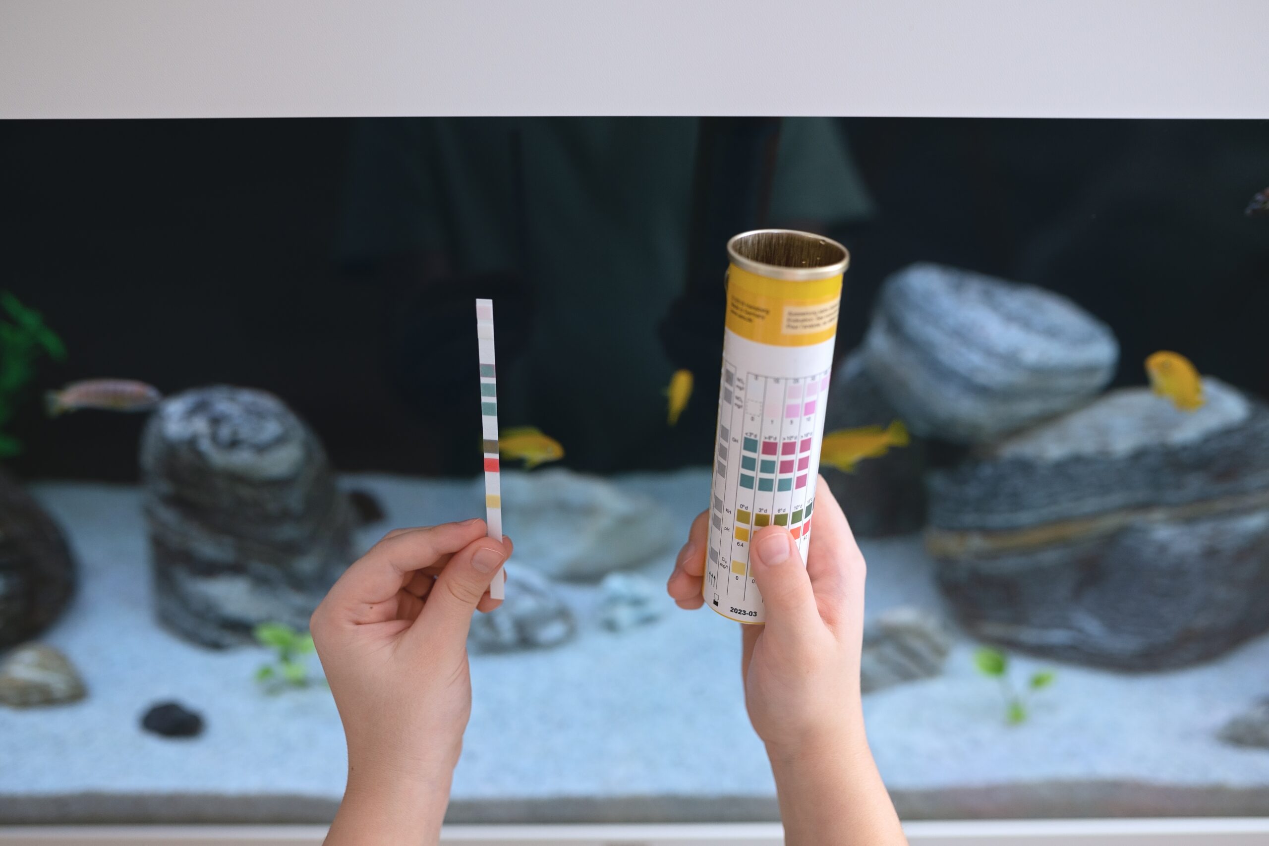 Aquarium Wasserwerte messen – Teststreifen wird mit Farbskala verglichen vor einem bepflanzten Aquarium